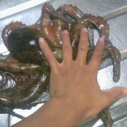 久しぶりのまあまあサイズ